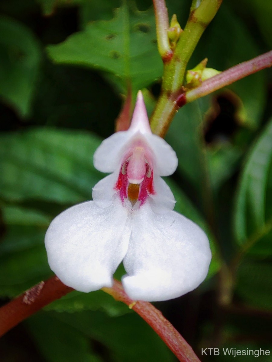 Impatiens truncata Thwaites